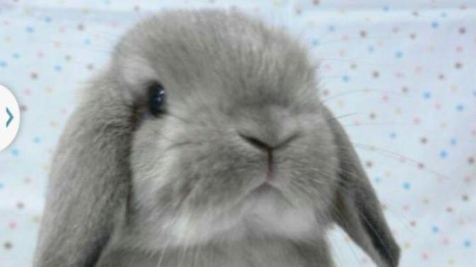 Breeding Rabbits for Meat and Manure Part2