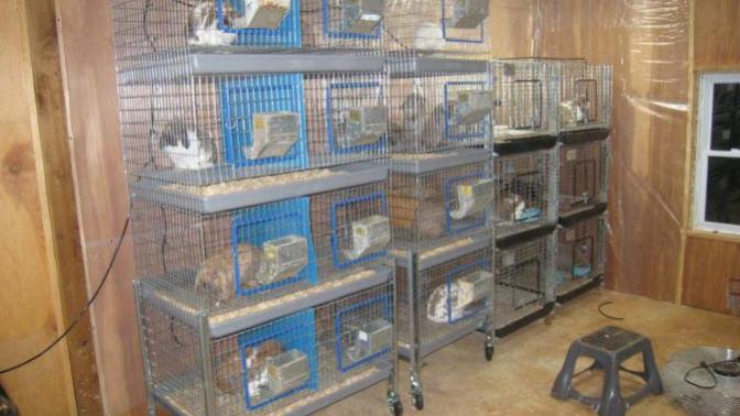 Keeping Rabbits for Meat and Manure #3 - how to look after Your Stock