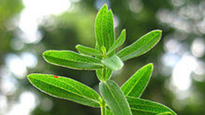 St. John's Wort gives a better high than Weed