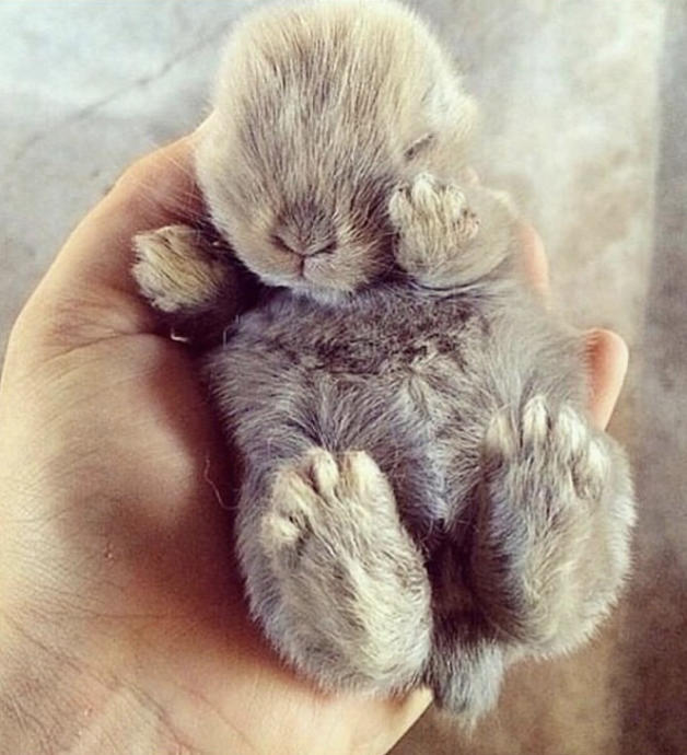 Cute pictures of animals to make your day :)