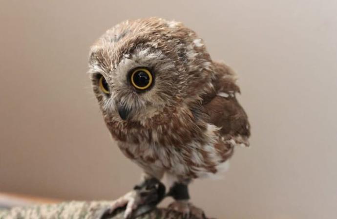 Cute pictures of animals to make your day :)