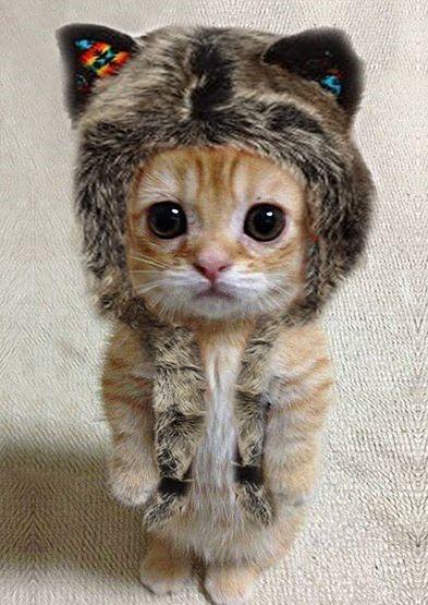 Cute pictures of animals to make your day :)