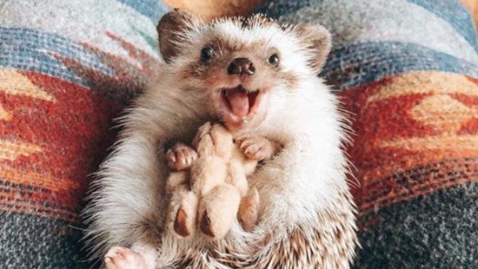 Cute pictures of animals to make your day :)