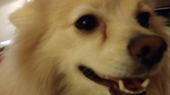 Responsible Pet Ownership Responsible Pet Ownership