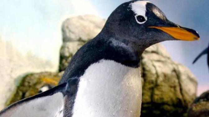 10 Fun Facts About Penguins!