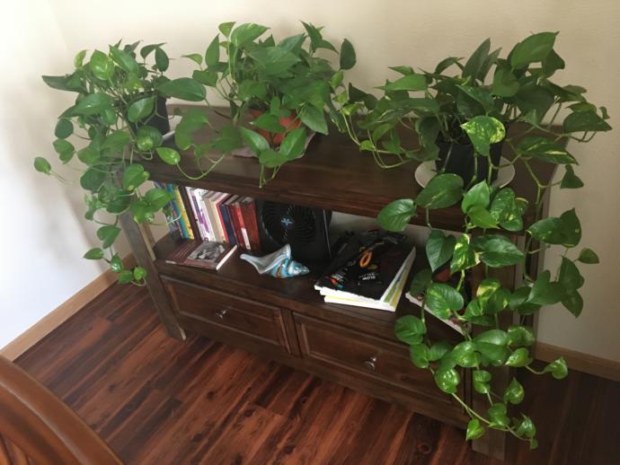 Need to hang them, the vines are about to touch the floor.