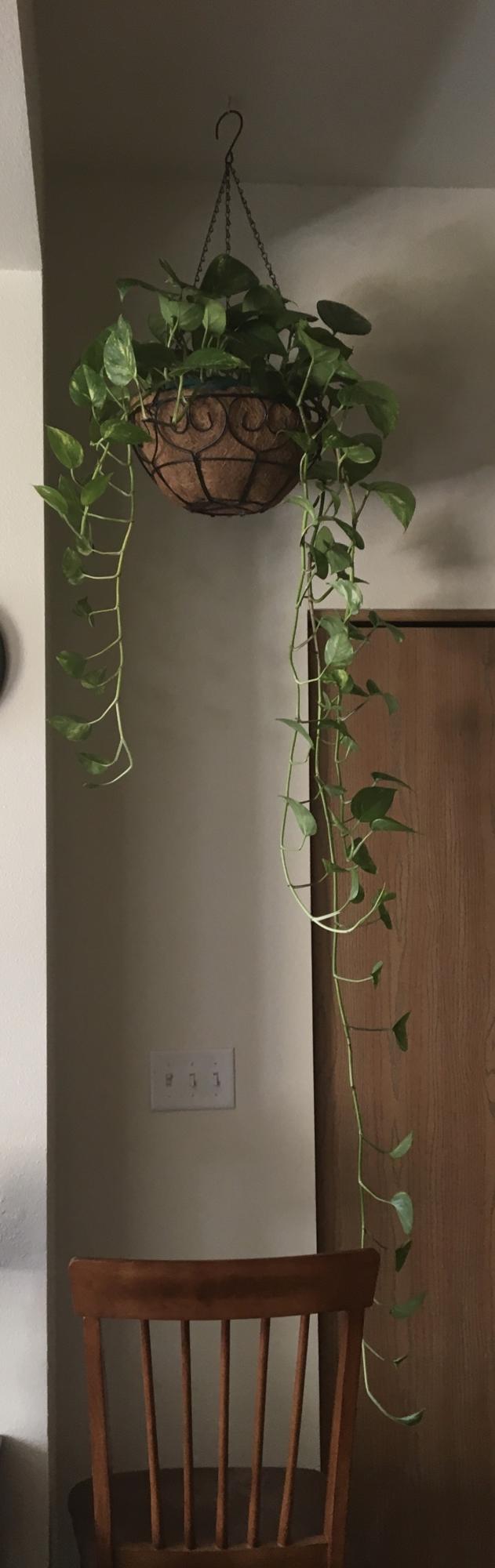 If you can't keep houseplants alive, you might be neglectful.