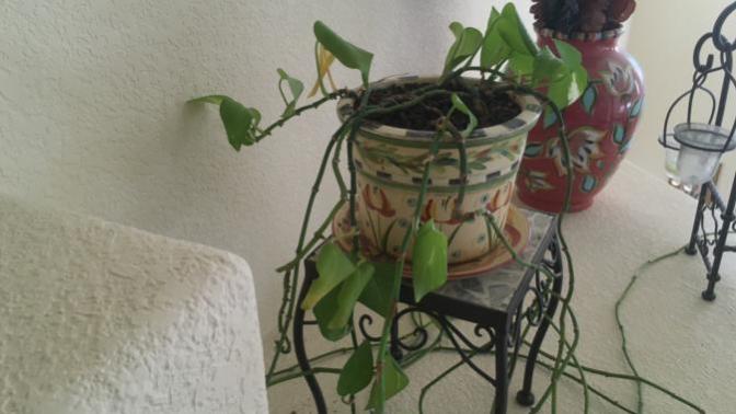 If you can't keep houseplants alive, you might be neglectful.