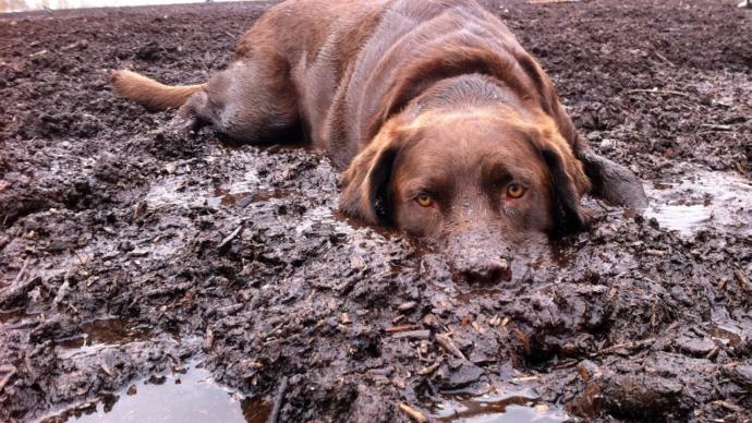 No, Dogs are not better than Humans