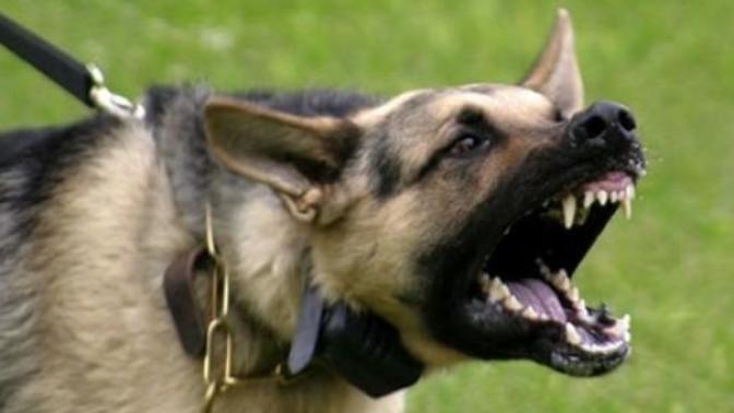 No, Dogs are not better than Humans