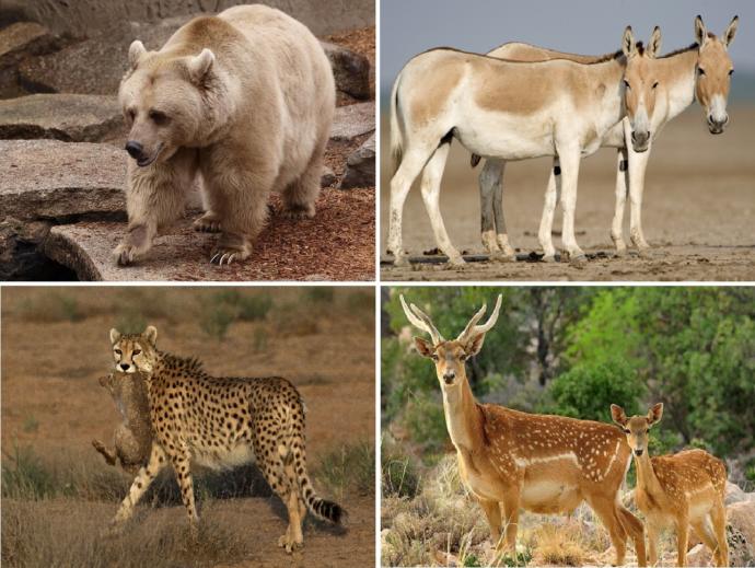 Irans Incredible Wildlife