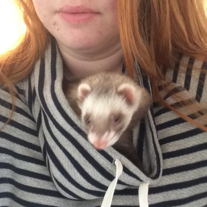 Ferrets and why I love them