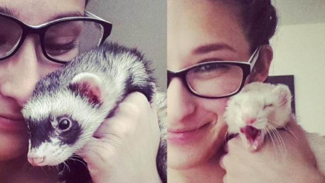 Ferrets and why I love them