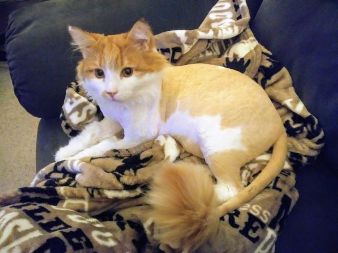 How To Properly Bath Your Cat - The facts you never knew