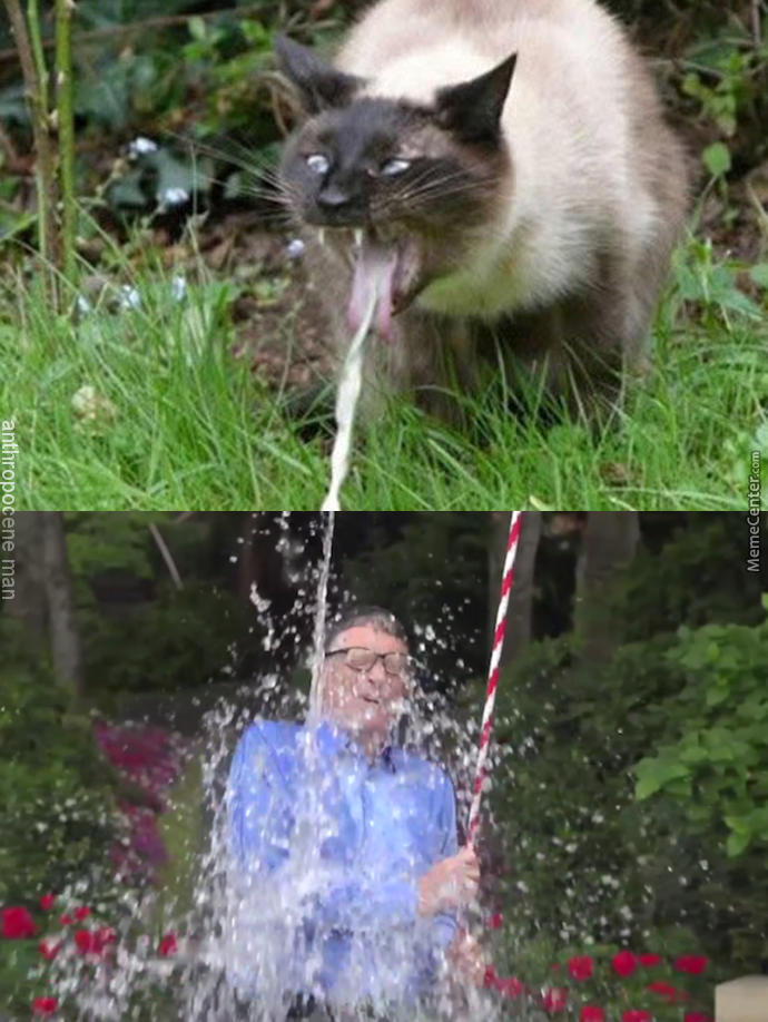 How To Properly Bath Your Cat - The facts you never knew