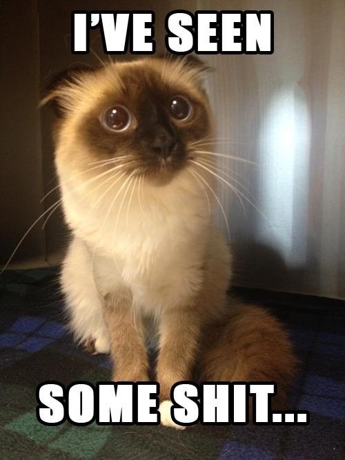 How To Properly Bath Your Cat - The facts you never knew