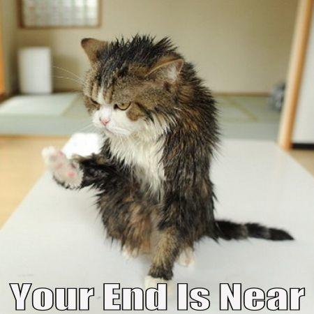 How To Properly Bath Your Cat - The facts you never knew