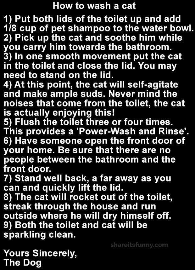 How To Properly Bath Your Cat - The facts you never knew