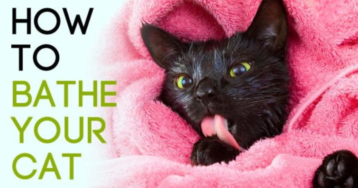 How To Properly Bath Your Cat The facts you never knew GirlsAskGuys
