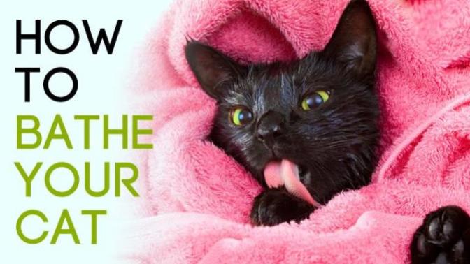 How To Properly Bath Your Cat - The facts you never knew