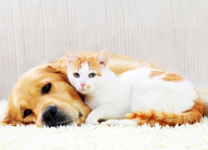 Three Reasons why Dogs are Better than Cats