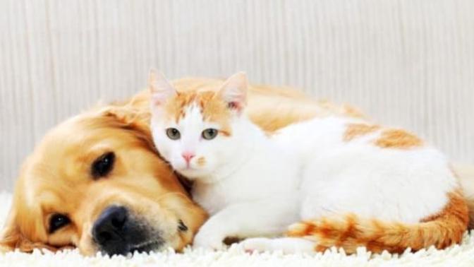 Three Reasons why Dogs are Better than Cats