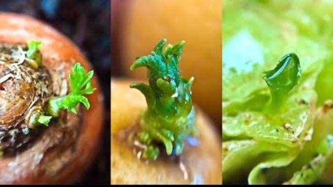 You have more food in your refrigerator than you know. Don't waste regrow in this time of stay at home.