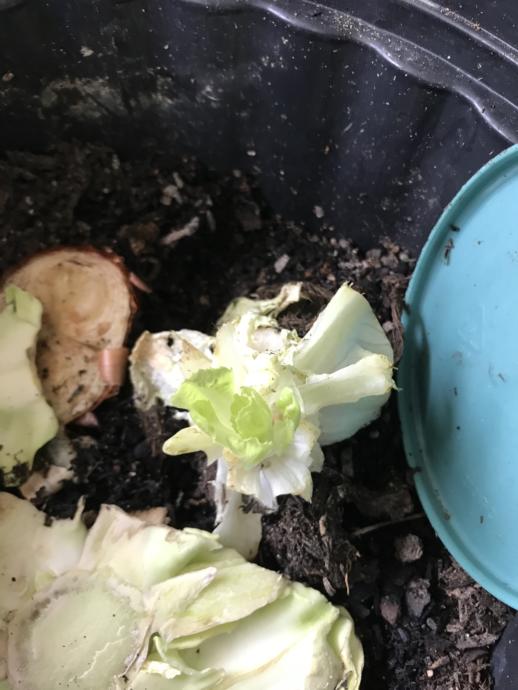 Follow up to regrowing vegetables from what you have in your refrigerator and produce bins