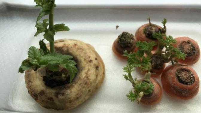 Follow up to regrowing vegetables from what you have in your refrigerator and produce bins