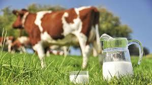 Raw Milk: Why its amazing