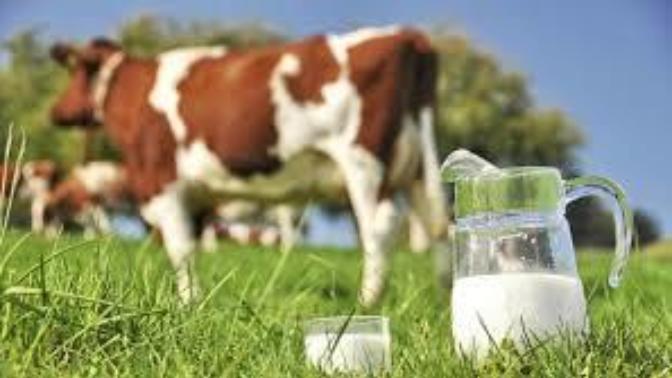 Raw Milk: Why it's amazing
