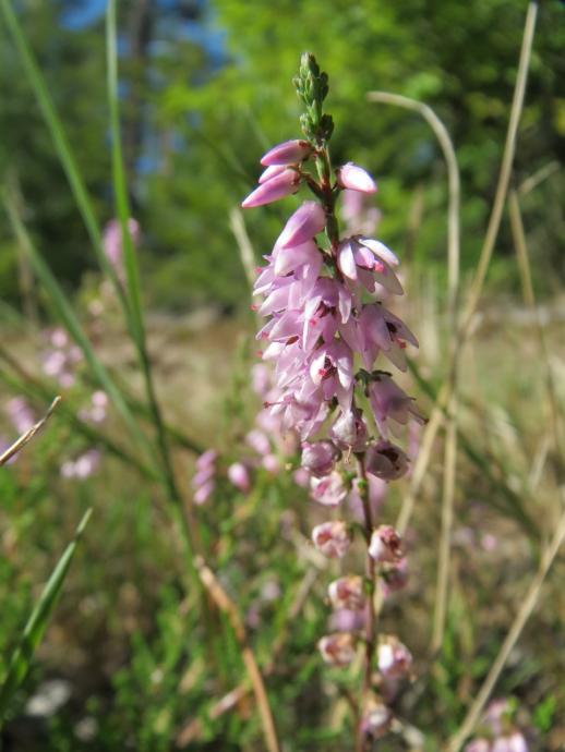 Common Heather(Erika)