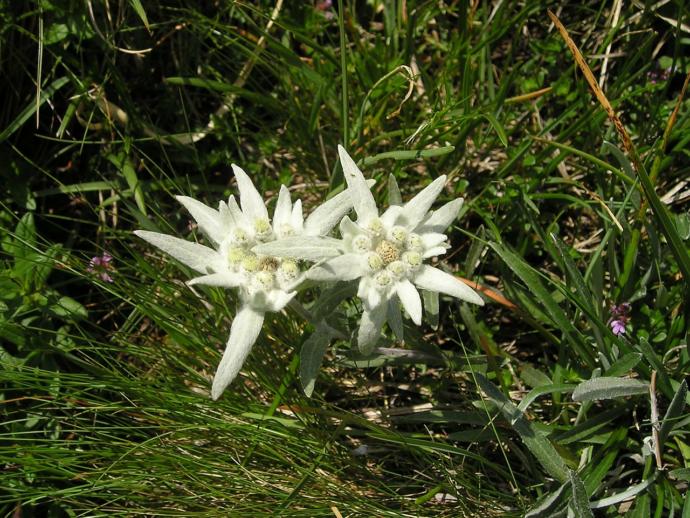 🎶It was an edelweiss, a small edelweiss🎶