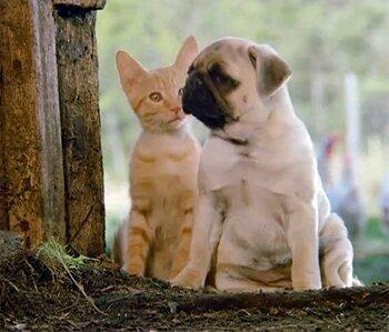 A Journey with Milo and Otis