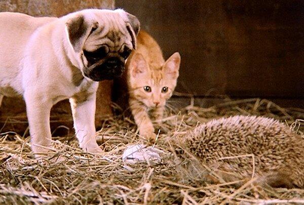 A Journey with Milo and Otis