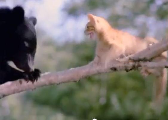 A Journey with Milo and Otis