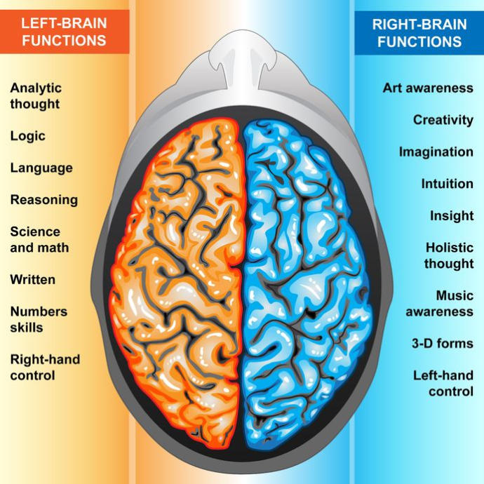 The brain structure for beginners