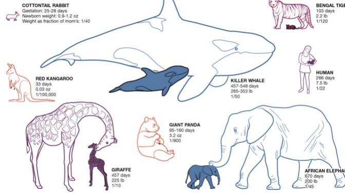 [Just For Fun] Your Height-to-Predator Conversion Scale