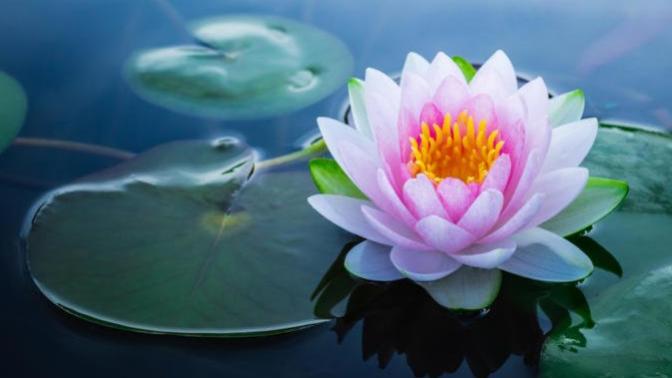 Lotus flower symbolism