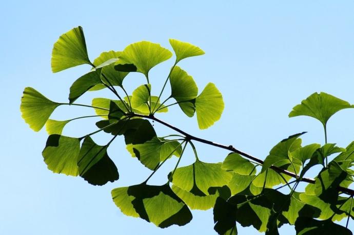 Gingko leaves