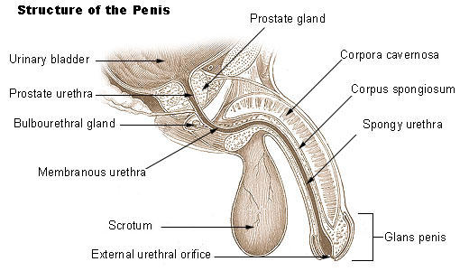 The Better Blowjob: A How-to Guide [Part 1]