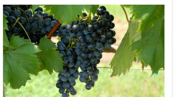 A Tree and its Fruit // Revised Edition // Bible Talk