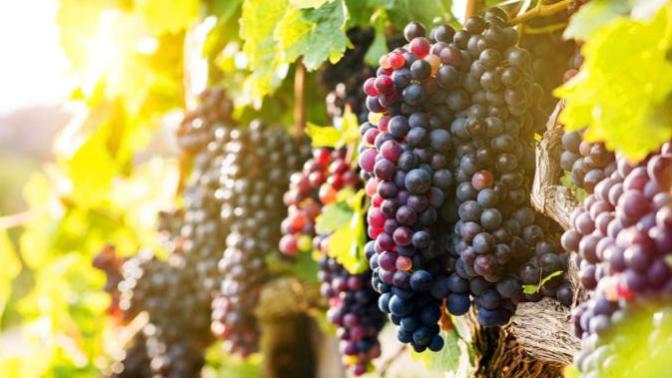How I understand Gods parable of the labourers in the vineyard