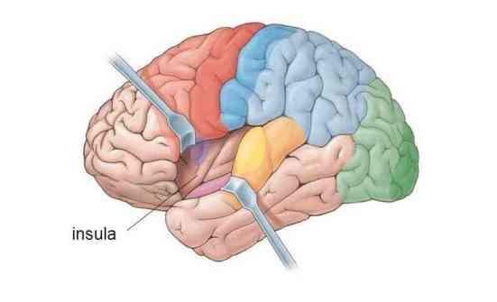 insula