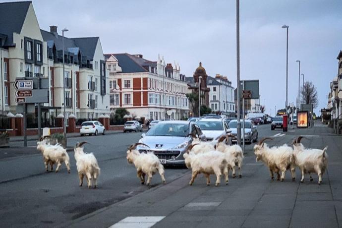 Once the home of Alice in wonderland Llandudno is now home to goats.