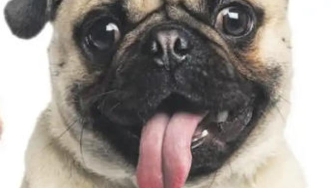 Why it’s okay for Christians to own pets