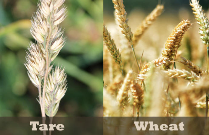 What I think of the wheat and the tares parable in the bible