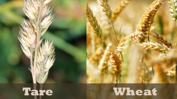 What I think of the wheat and the tares parable in the bible