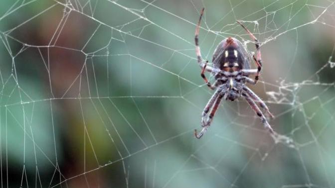 Caught in the spiders web... the dumb bug