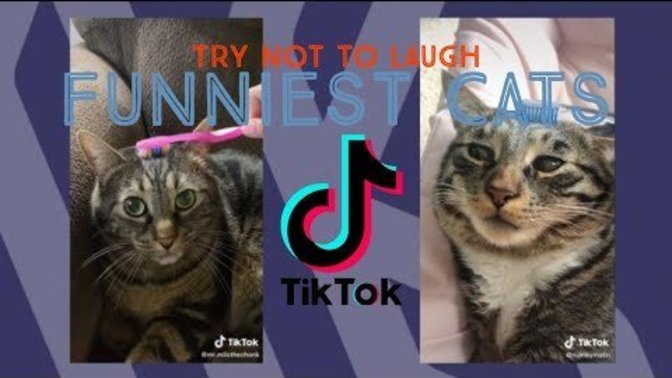 A cat video to make your day :)